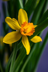 Seasonal home decor with flower pot of daffodils