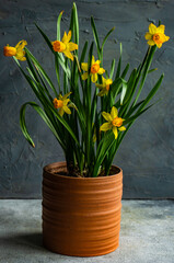 Seasonal home decor with flower pot of daffodils