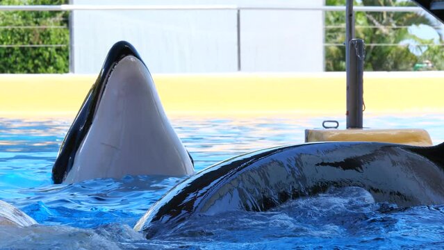 Two orcas (killer whales) being fed by a human