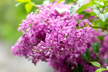 branch of lilac flowers with raindrops on a green background. Spring natural background