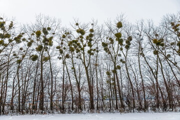 Green Mistletoes on a tree. Viscum album is a hemiparasite native to Europe and parts of Asia