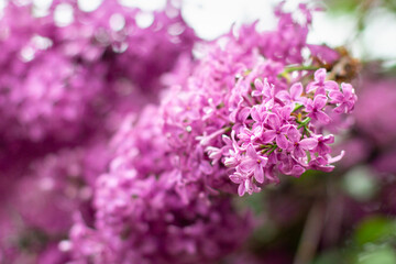 branch of lilac flowers with raindrops on a green background. Spring natural background