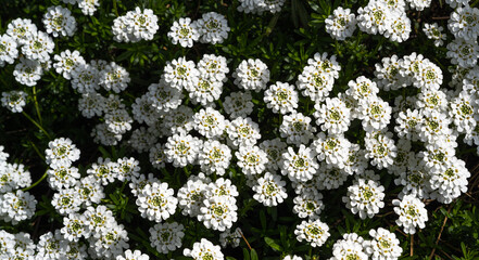 A planting of candy tuft, Iberis Sempervirens, in flower. Botanical garden kit, Karlsruhe, Germany, Europe