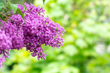 Obraz premium branch of lilac flowers with raindrops on a green background. Spring natural background