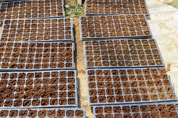 Small seedlings in cassettes, the beginning of plant germination. Germination of vegetable crops.