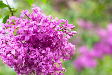 branch of lilac flowers with raindrops on a green background. Spring natural background