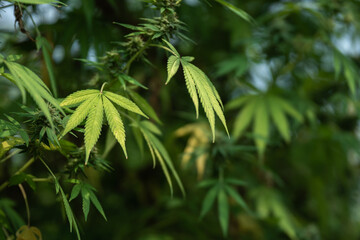 Marijuana or cannabis plants in the greenhouse