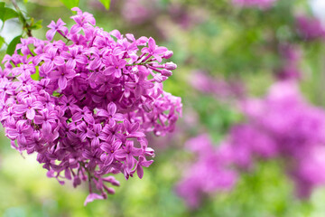 branch of lilac flowers with raindrops on a green background. Spring natural background