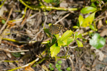 Speckled Wood Butterfly (Pararge aegeria) perched on green leaf in Zurich, Switzerland