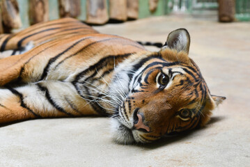 Sleeping tiger in the zoo. Lies in a cage after feeding © Valeriia