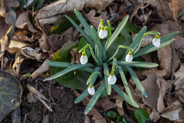 White snowdrop flower, close up. Galanthus blossoms illuminated by the sun in the green blurred background, early spring. Galanthus nivalis bulbous, perennial herbaceous plant in Amaryllidaceae family
