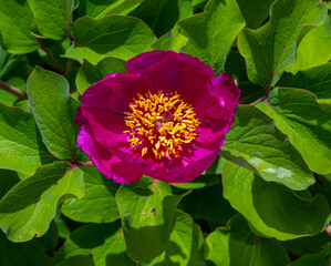 A flowering Paeonia obovata. Botanical Garden, KIT Karlsruhe, Germany, Europe