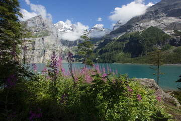 Lake Oeschinen (Oeschinensee) in the Swiss Mountains with flowers in the foreground