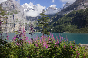 Lake Oeschinen (Oeschinensee) in the Swiss bernese oberland with flowers in the foreground