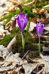 Sunlit purple crocus flowers, Crocus tommasinianus, Barr's purple, blooming in Spring, side view, green foliage background