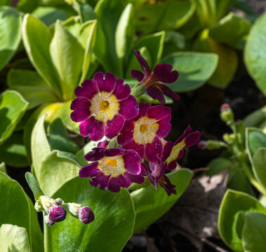 Auricula, Bear&lsquo;s Ear (Primula auricula). Karlsruhe, Germany