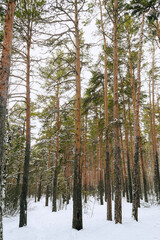 Fototapeta premium Slender trunks of pine trees in the winter forest