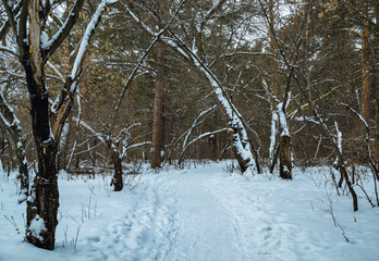 Thicket of mixed winter forest under snow