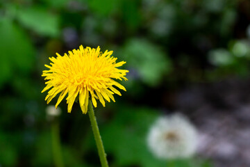 One yellow dandelion blooming in park on green natural background