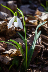 White snowdrop flower, close up. Galanthus blossoms illuminated by the sun in the green blurred background, early spring. Galanthus nivalis bulbous, perennial herbaceous plant in Amaryllidaceae family