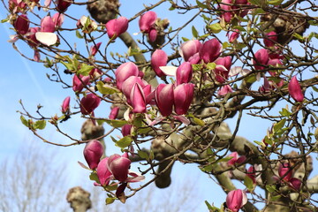 Sublime opulent magnolia blossom against blue sky.