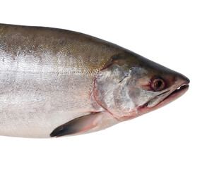 Fresh salmon fish on a white background. Studio photography. View from above