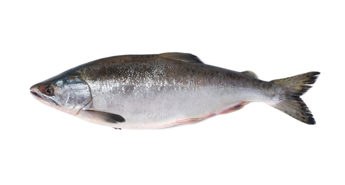 Fresh salmon fish on a white background. Studio photography. View from above