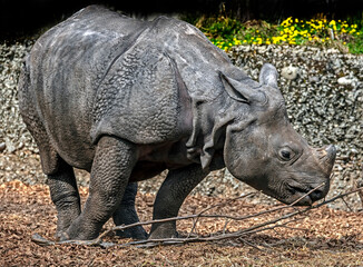 Obraz premium Young great indian rhinoceros. Latin name - Rhinoceros unicornis 