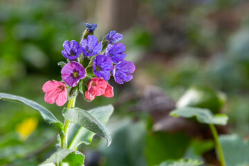 Pulmonaria officinalis, common names lungwort, common lungwort, Mary's tears or Our Lady's milk drops, is a herbaceous rhizomatous evergreen perennial plant of the genus Pulmonaria