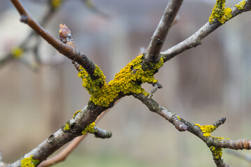 Orange lichen, yellow scale, maritime sunburst lichen or shore lichen, Xanthoria parietina, is a foliose or leafy lichen. Intensive color of structures on twigs of a tree