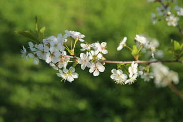 Bokeh flower Background. Cherry flowers on a branch in the backlight. Spring background