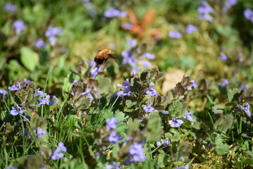 large Bee-fly on Ground ivy