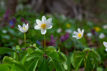 Anemone nemorosa flowers in the forest in a sunny day. Wild anemone, windflowers, thimbleweed