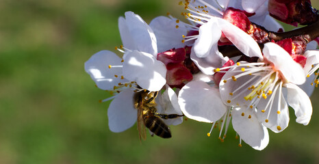 Bees pollinate an apricot tree. Apricot flowers and bee on it, selective focus.