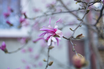 Pink color magnolia tree blossom in springtime.Bright background blur