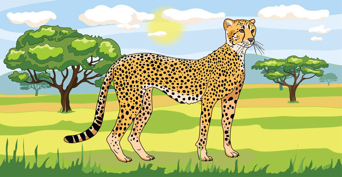Savanna landscape Nature park, tropical safari with a cheetah, green trees 