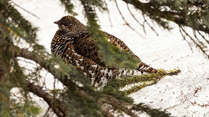 Ruffed grouse hiding in the tree. Banff National Park, Alberta, Canada