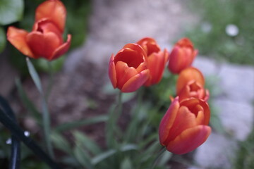 red tulips in a garden in front of a few green plants