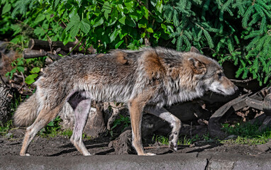 European wolf running in its enclosure. Latin name - Canis lupus	
