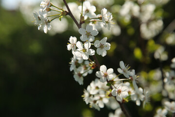 Bokeh flower Background. Cherry flowers on a branch in the backlight. Spring background