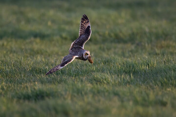 Short-eared owl catches a mouse