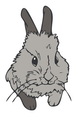 Vector illustration of cute bunny. Portrait of rabbit colored and depicted by a line.