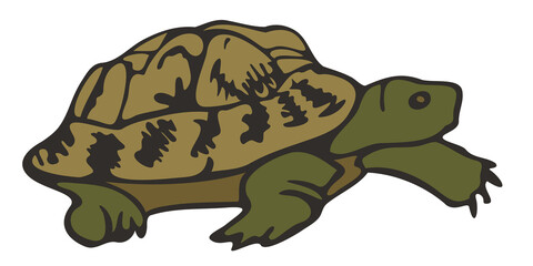 Vector illustration of turtle. Hand drawn tortoise.