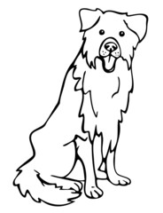 Obraz premium Vector illustration of border collie. Hand drawn dog.