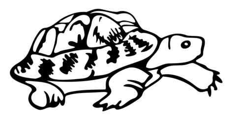 Vector illustration of turtle. Hand drawn tortoise.