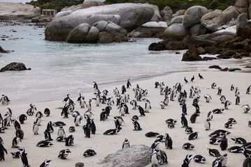 Find your flock and love them hard. Shot of penguins at Boulders Beach in Cape Town, South Africa.