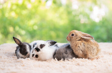 Fototapeta premium Group of baby easter fluffy rabbit sitting on the light brown carpet with green bokeh nature background. Looking around and sniffing. Cute animal pets