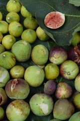 Feigen