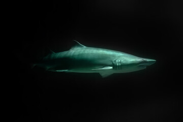 Fototapeta na wymiar Rapidly swimming shark in the water column, underwater, side view, blurring in motion.