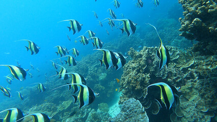 school of Pennant coralfish in colorful tropical coral reef in Surin Island national park, Phang nga, Thailand.